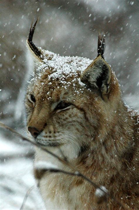 Lynx Flickr
