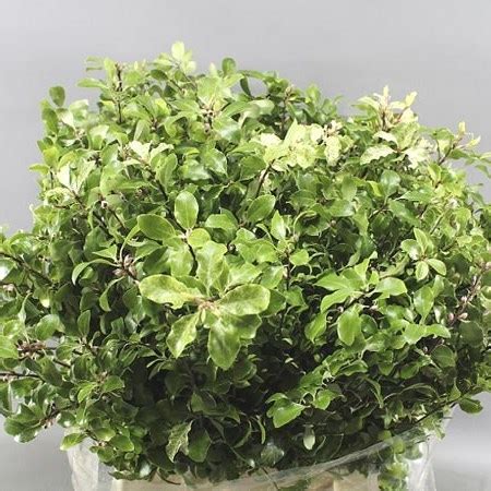 Pittosporum Nevato Cm Wholesale Dutch Flowers Florist Supplies Uk