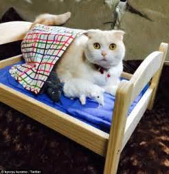 Cats Sleep In Ikea Miniature Beds Made For Dolls Daily