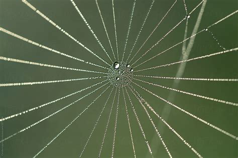 Macro Of A Droplet Filled Spider Web By Stocksy Contributor Carolyn Lagattuta Stocksy