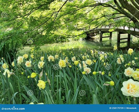 Beautiful Field Of Daffodils Beside A Pond In A Park Stock Image