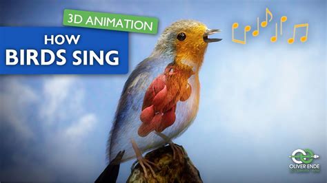 Secrets Of Birdsong A 3D Insight Into The Syrinx And Respiratory