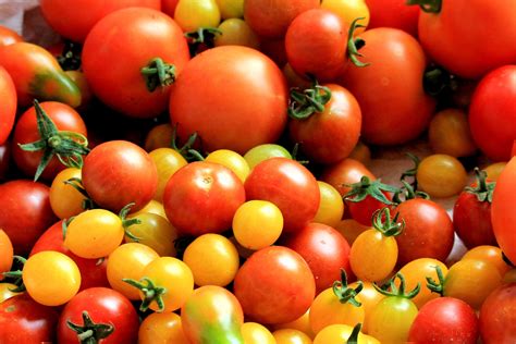 Totally Tomatoes 28 Spectacular Tomato Varieties To Explore Garden And Happy