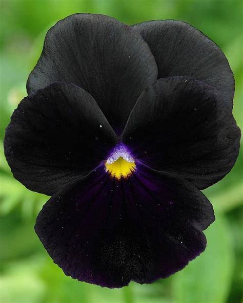 Natural Black Flowers