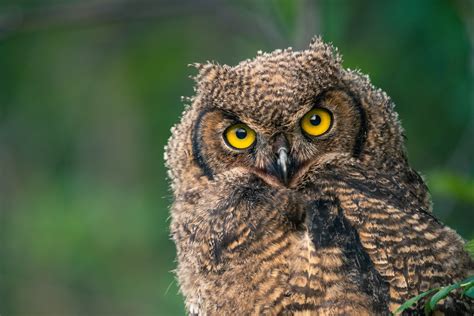 Animals Birds Owl Yellow Eyes Hd Wallpaper
