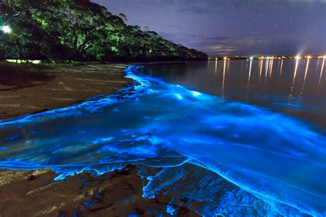Sea Of Stars Maldives Sea Of Stars Indian River Lagoon Amazing