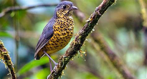 Undulated Antpitta Introduction Neotropical Birds Online Birds