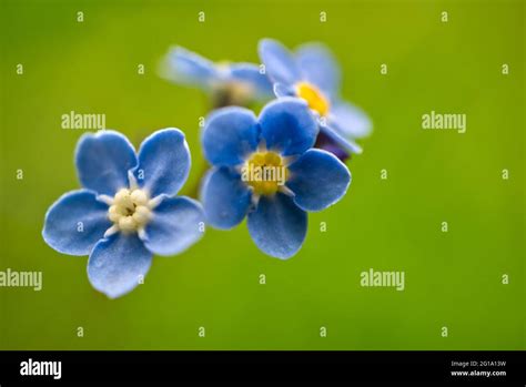 Five Petal Flower High Resolution Stock Photography And Images Alamy