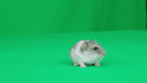 Fluffy White Rabbit Sniffing Around On Green Screen Stock