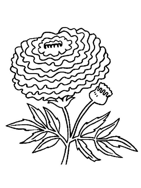 By this time our scouts could come in, get the stack of color pages. Marigold Flower coloring pages. Download and print ...