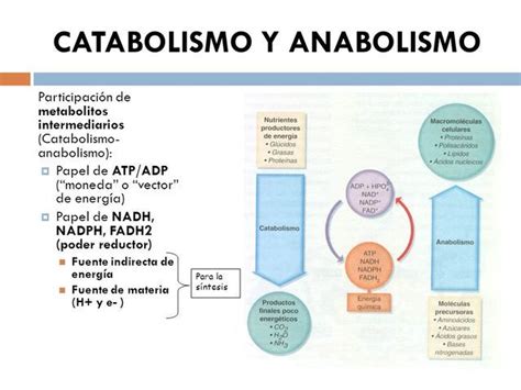 El Metabolismo Anabolismo Y Catabolismo Atopedegym