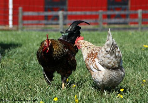 Roosters also have long hens don't need a rooster in order to lay eggs. Chickens cock day length breeding - Full movie