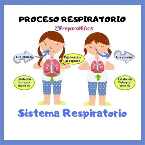 Sistema Respiratorio Para Niños Explicación Para Primaria En 2021