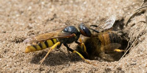 11 Tips To Get Rid Of Ground Bees In Your Yard Naturally