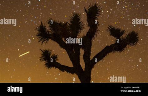 Time Lapse Of Stars In Night Sky Behind Joshua Tree Silhouette Mojave