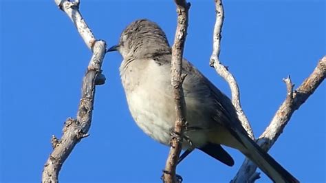 Mockingbird Singing During Mating Season Youtube