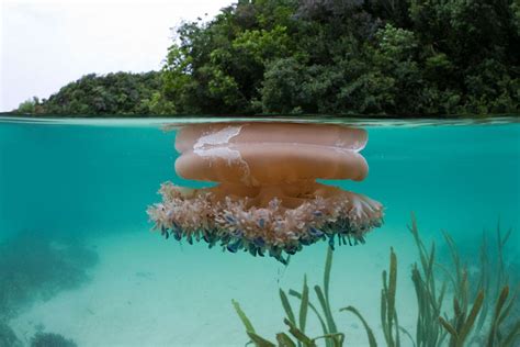 Dazzling Photos From A Pacific Marine Sanctuary Larger Than California