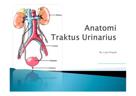 Urinary system nur arfian, dr., ph.d organ pada sistem urinaria sistem urinaria terdiri dari beberapa organ utama, yaitu: Sistem Perkemihan Jurnal | Link Guru