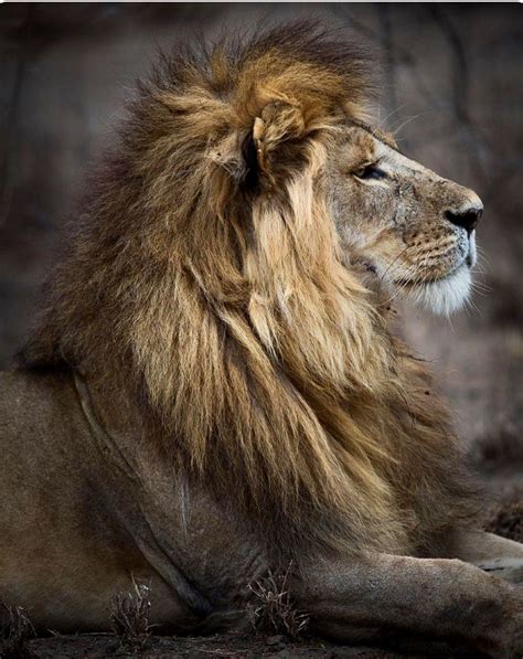 Majestic Lion What A Handsome Profile Scary Animals Wild Cats