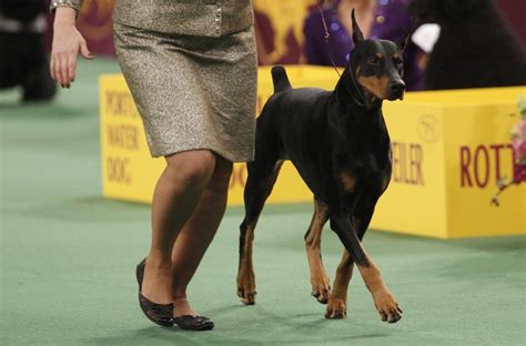 The Washington Post Westminster Dog Show Doberman Pinscher Dog