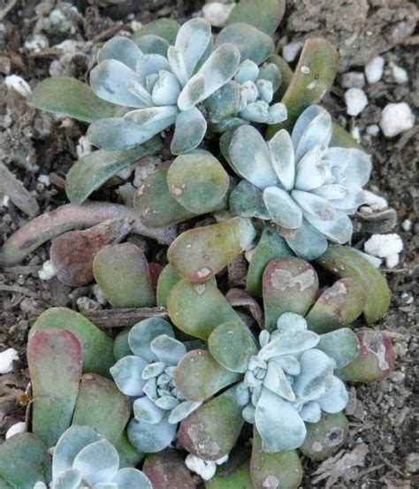 Send indoor & potted plants today. Sedum spathulifolium, Stonecrop