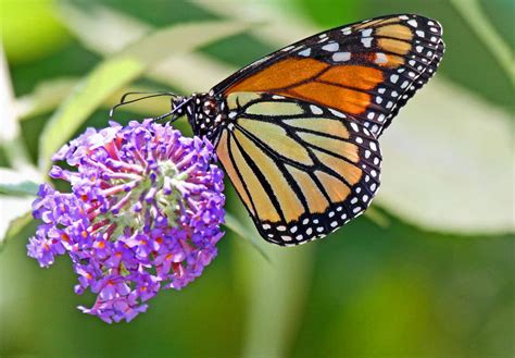 Behind The Scenes New Pollinator Garden Los Angeles Zoo And