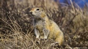 Interesting Facts About Ground Squirrels Just Fun Facts