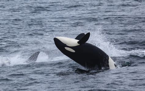 Bay Nature Magazine When Orcas Or Killer Whales Visit California