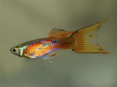Pin on Selected Dwarf Guppy Pairs