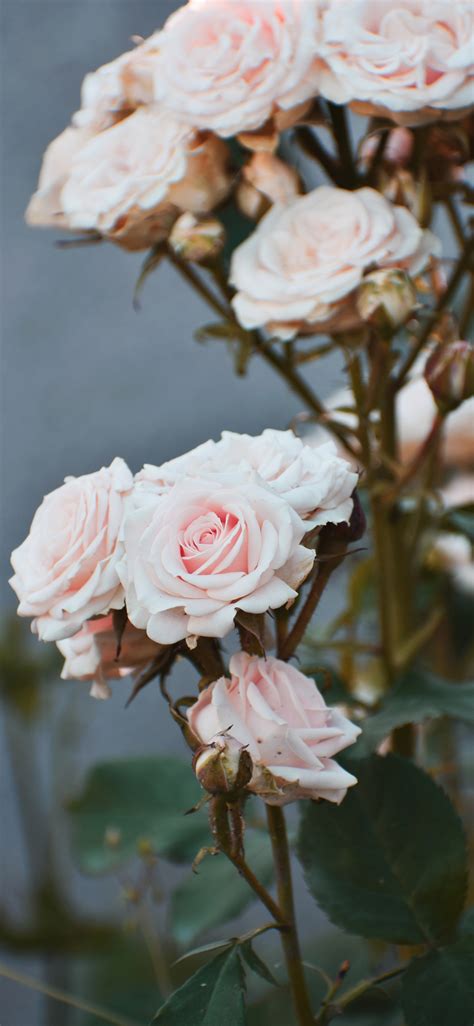 Check spelling or type a new query. 49+ Beautiful Rose iPhone Wallpaper (HD Quality)