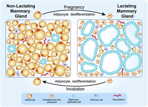 Cyclical Dedifferentiation And Redifferentiation Of Mammary Adipocytes Cell Metabolism