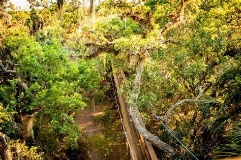 Obrázok myakka canopy walkway, sarasota: Myakka Canopy Walkway, Sarasota Florida | Sarasota ...