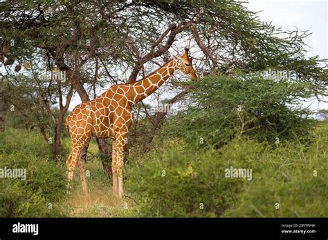 Giraffes Eating Acacia Leaves