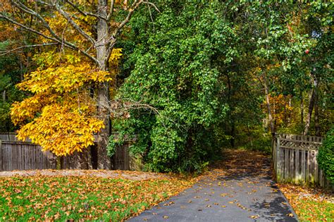 Northern Virginia Yellow Colorful Autumn Trees In Fairfax County With