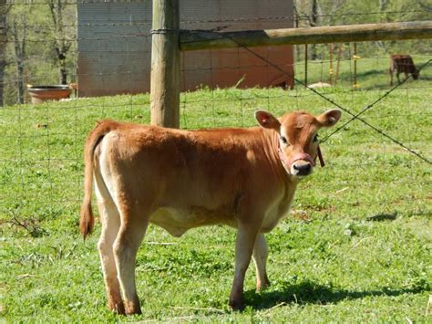 White Star Miniature Jerseys Cattle For Sale