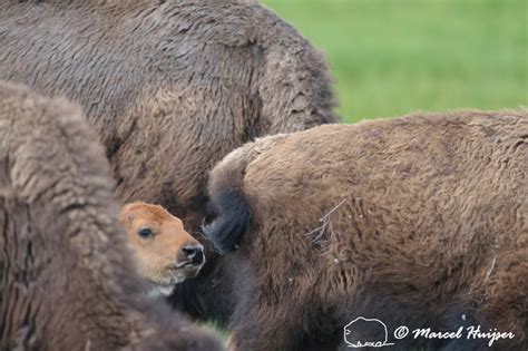 Marcel Huijser Photography Rocky Mountain Wildlife Bison Calf In The