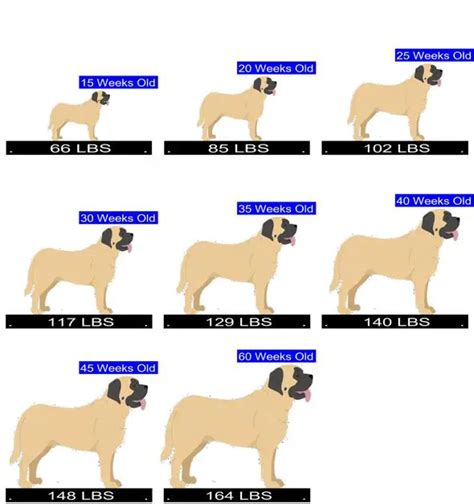 how many puppies do mastiffs have calculator for predicting mastiff litter size