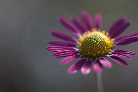 Purple Petaled Flower In Self Focus Photography Daisy Hd Wallpaper