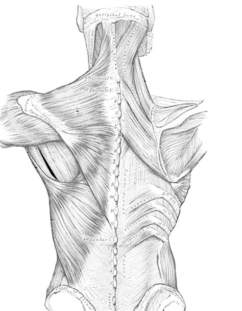 Muscles Of The Back And Chest
