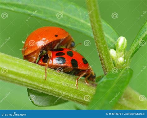 Two Ladybugs Are Mating On Green Leaf Royalty Free Stock Photo