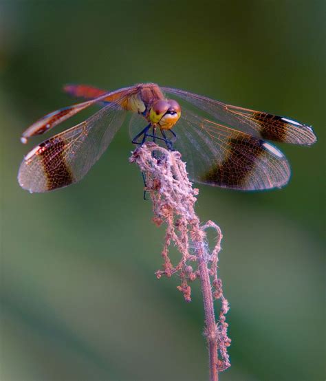 Nature Natur Dragonfly Dragon Flys Damselfly