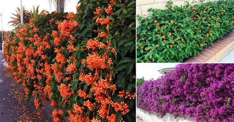 8 Beautiful Flowering Hedge Plants In India India Gardening