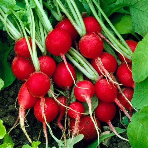Radish Cherry Belle Seeds Grow Your Own Free Uk Delivery