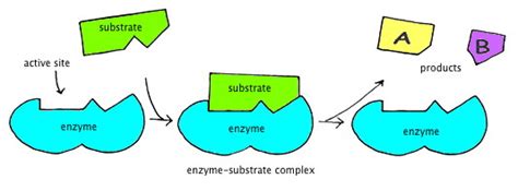 How Do Enzymes Work
