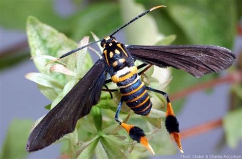 Texas Wasp Moth Most Beautiful Animals Animals Beautiful Moth Species