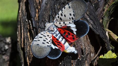 Spotted Lanternfly Arrives In Ohio Officials Urge Vigilance