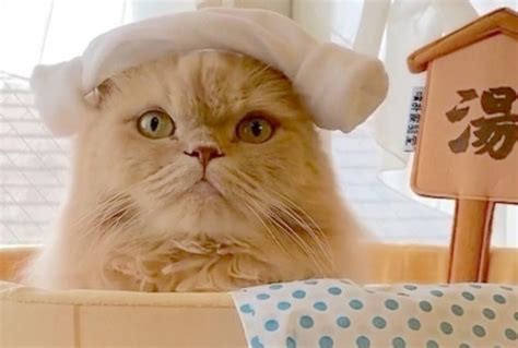 「いい湯だニャ〜♪」頭にタオルをのせて露天風呂を楽しむ猫ちゃんが可愛い Mofmo