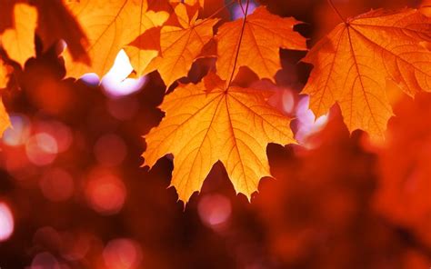 Autumn Colors Windows 10 Theme Free Wallpaper Themes