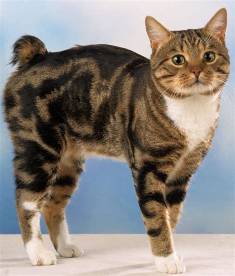 Bengal Cat Breeds American Bobtail Cat Cat Facts Manx Kittens