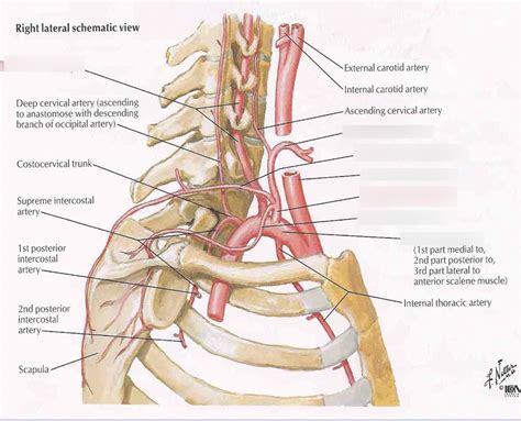 Major Vessels Subclavian Artery And Branches Diagram Quizlet